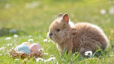 A bunny looking at a next of Easter Eggs